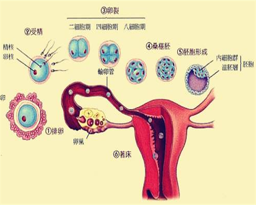 三代试管婴儿医院及技术优势解析