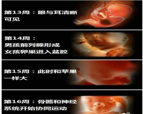 上海代孕包性别_贵阳代怀孕中介_2020年代孕成功