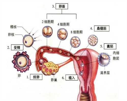 代孕的要求有那些-上海试管供卵中介骗局_重磅！这些中国研究登上医学四大期