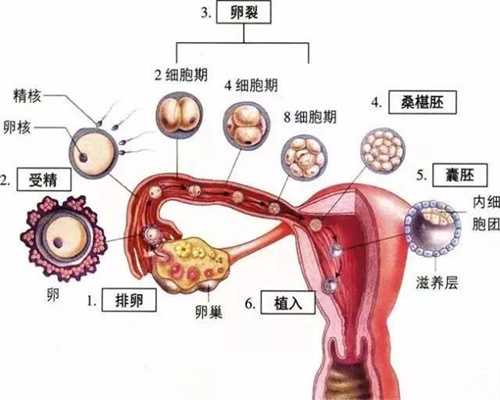 上海中国哪里有代孕公司-代孕2022年_泰国试管婴儿促排卵药物对胎儿会造成影响